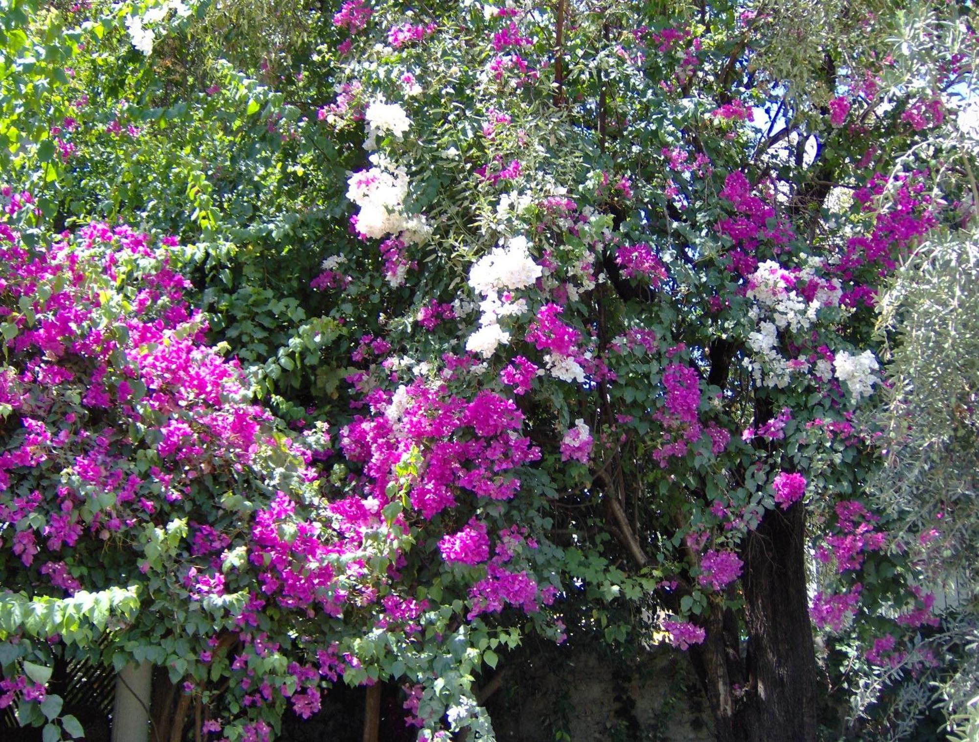 Hotel Gulec Bodrum Buitenkant foto